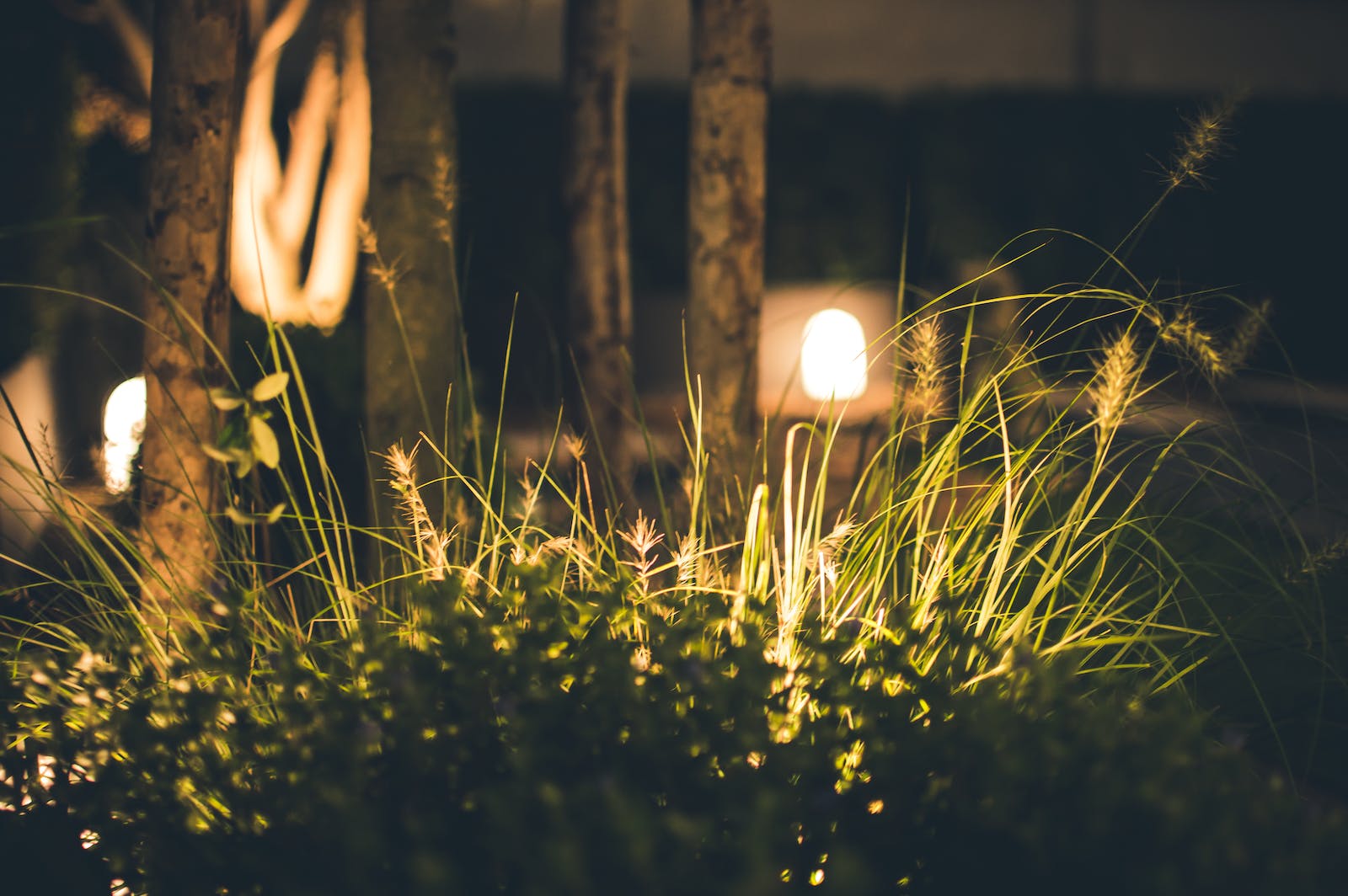 Close-up Photography of Grass at Night